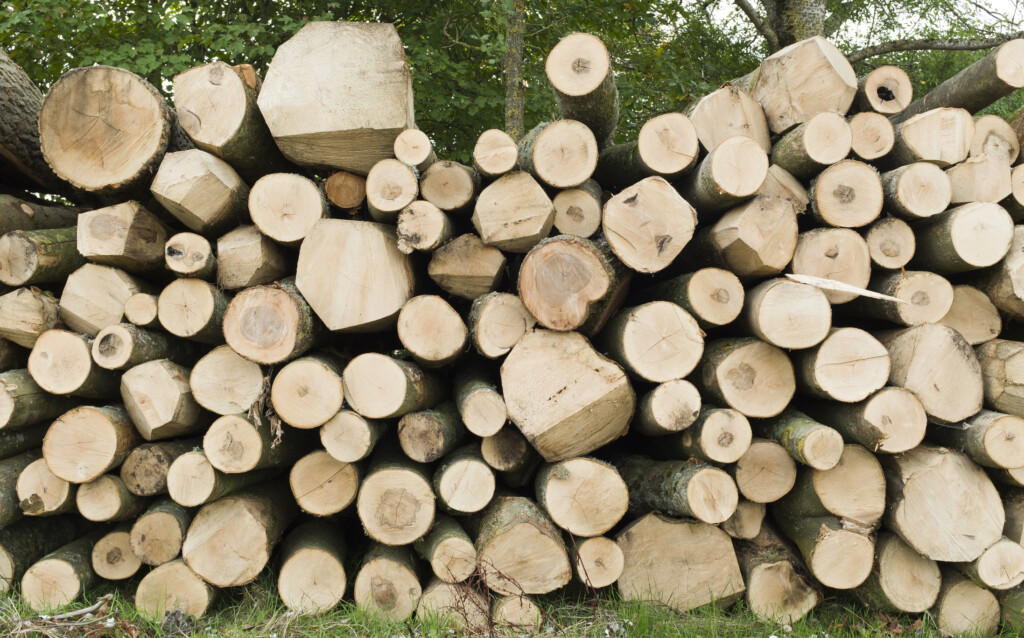Environmental Impacts of Timber Logging for Construction